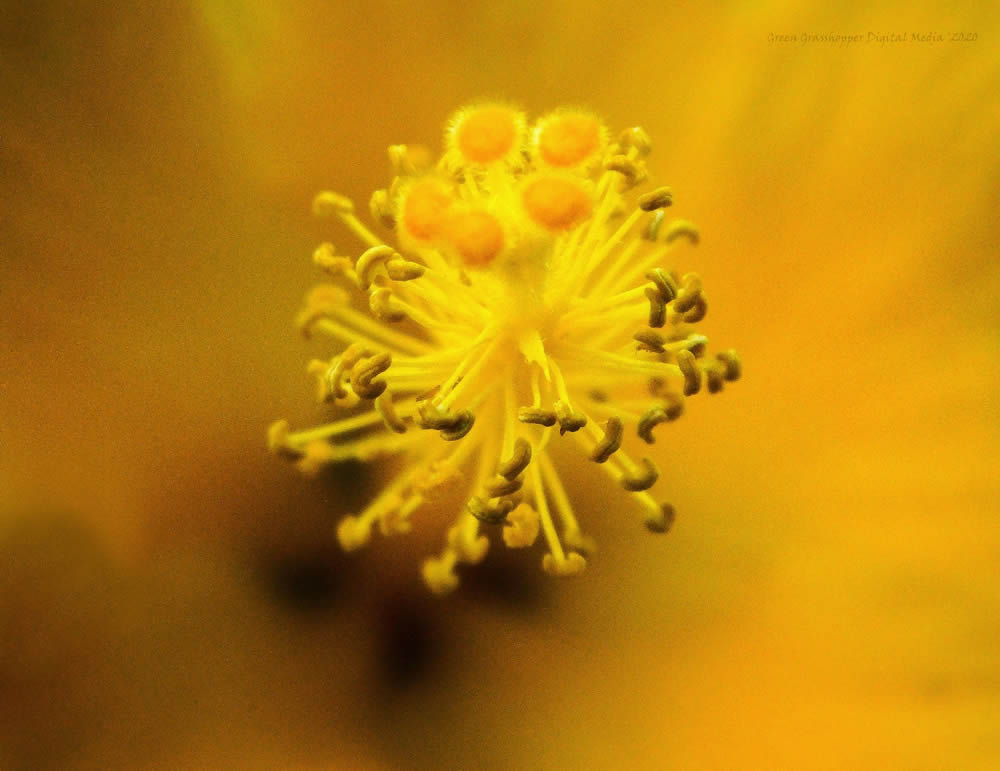 GuruShots Magnificent Macro Photography