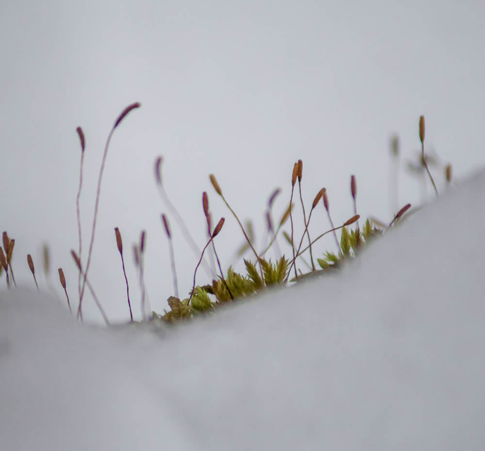 GuruShots Magnificent Macro Photography