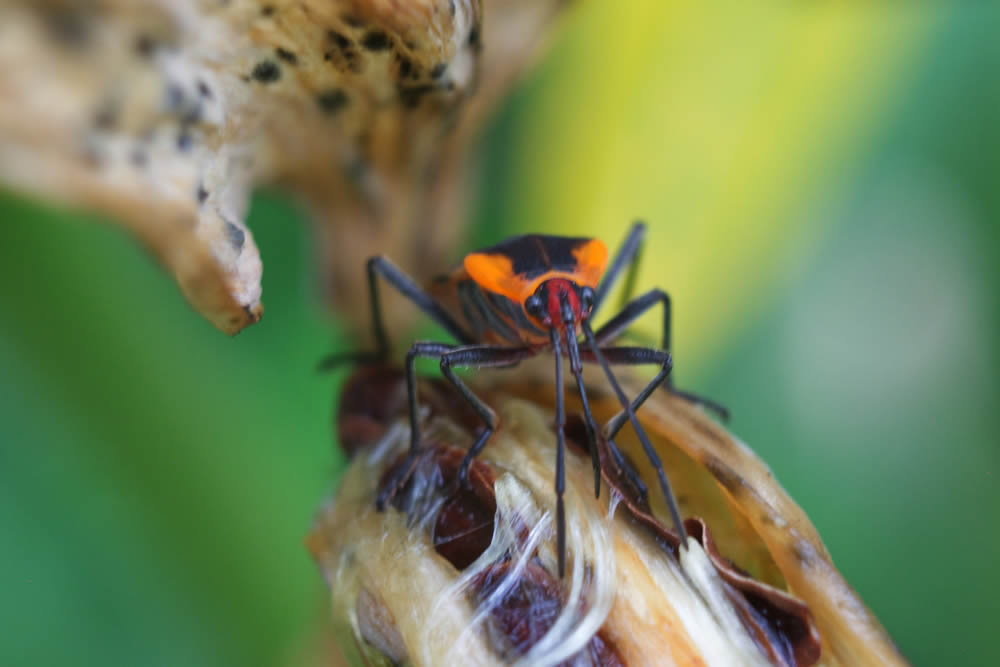 GuruShots Magnificent Macro Photography