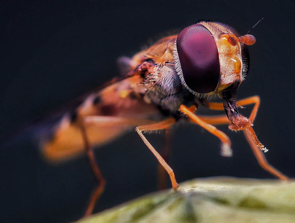 GuruShots Magnificent Macro Photography