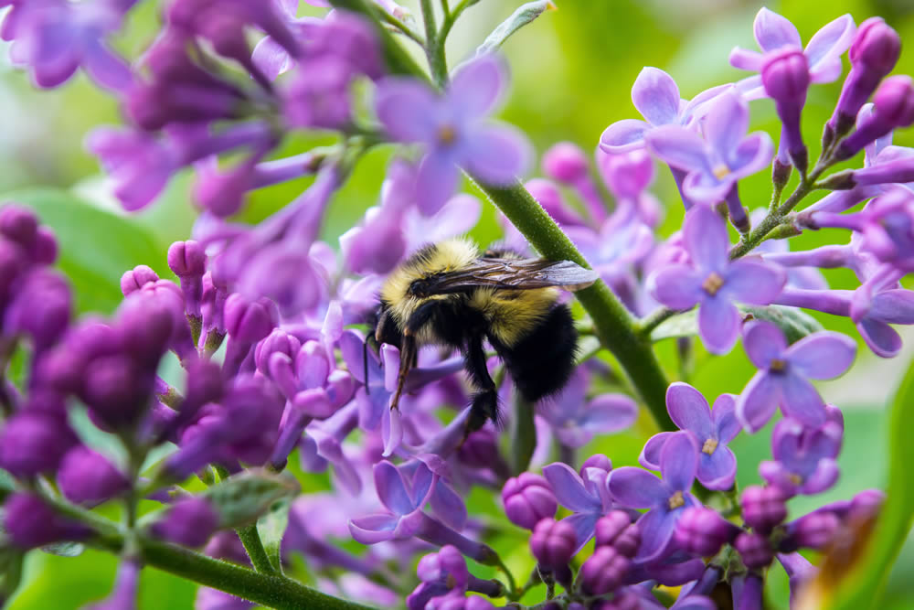 GuruShots Magnificent Macro Photography