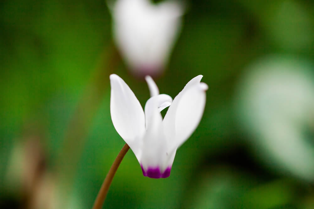 GuruShots Magnificent Macro Photography