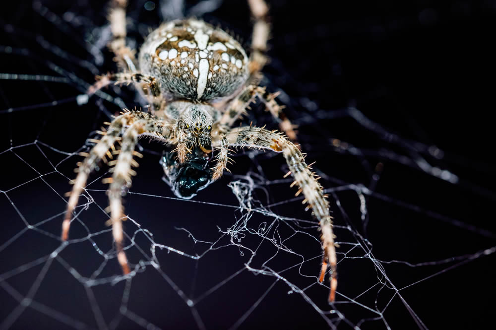 GuruShots Magnificent Macro Photography