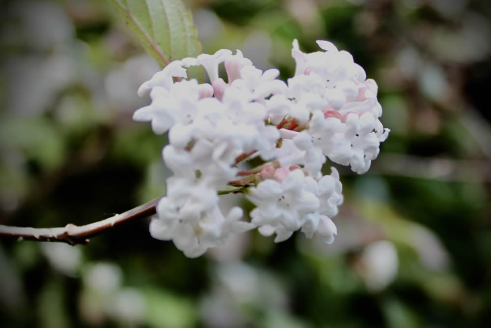 GuruShots Magnificent Macro Photography