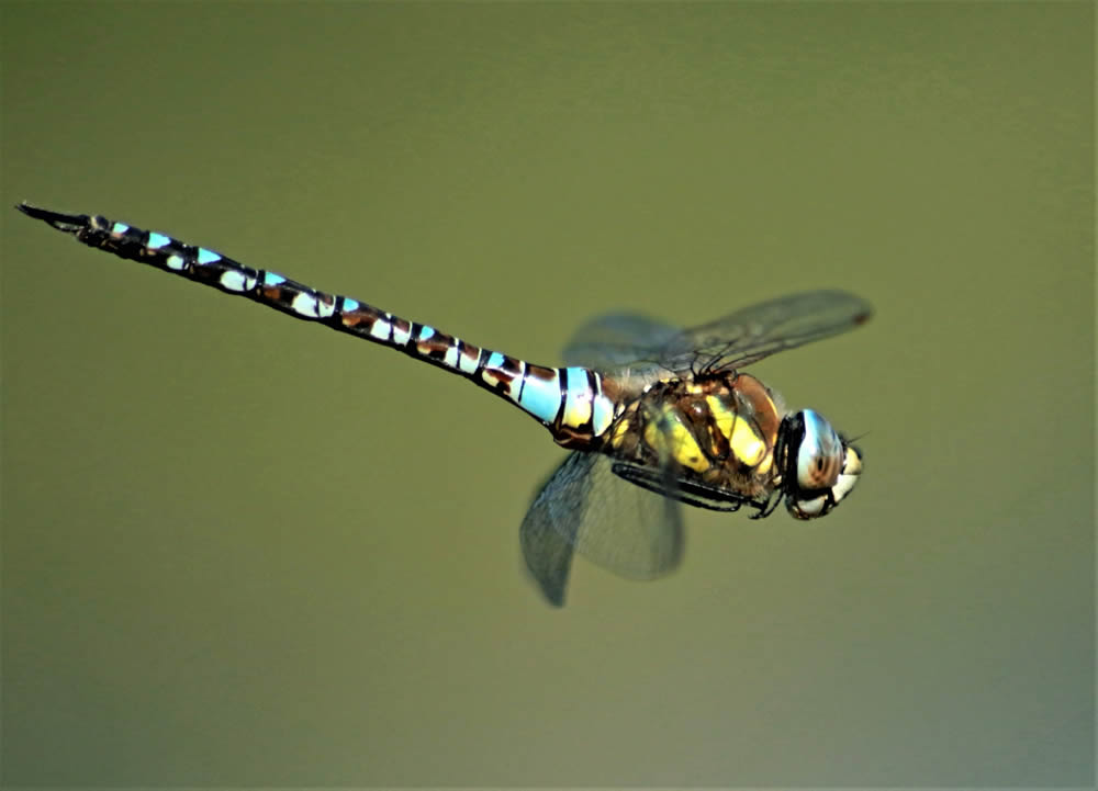 GuruShots Magnificent Macro Photography