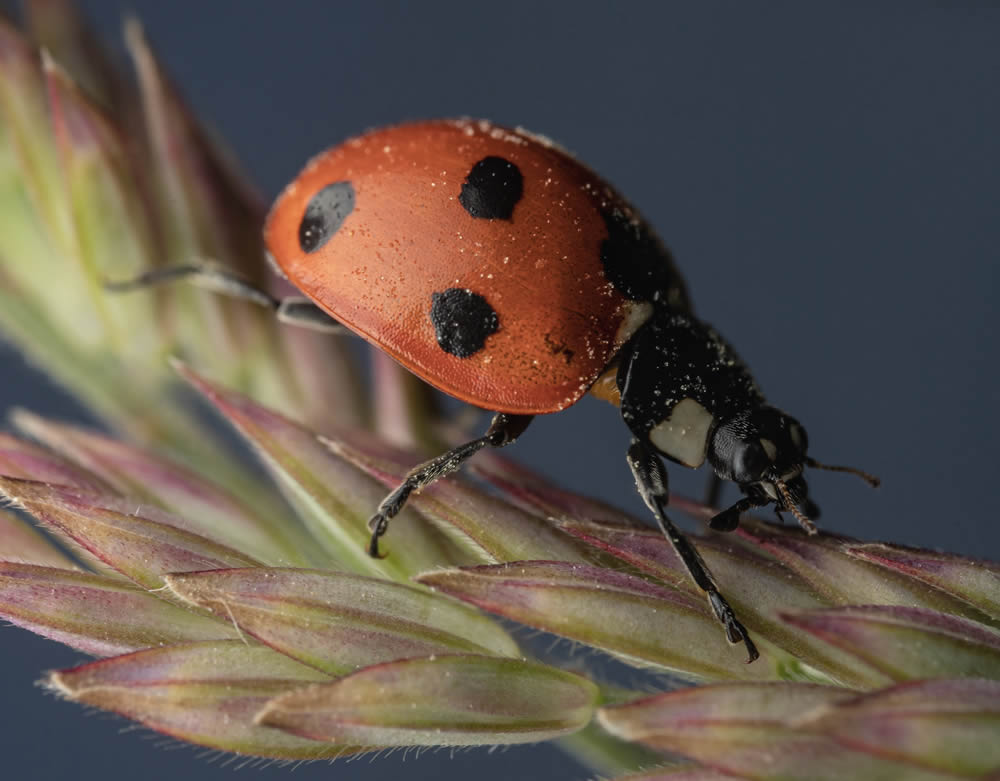 GuruShots Magnificent Macro Photography