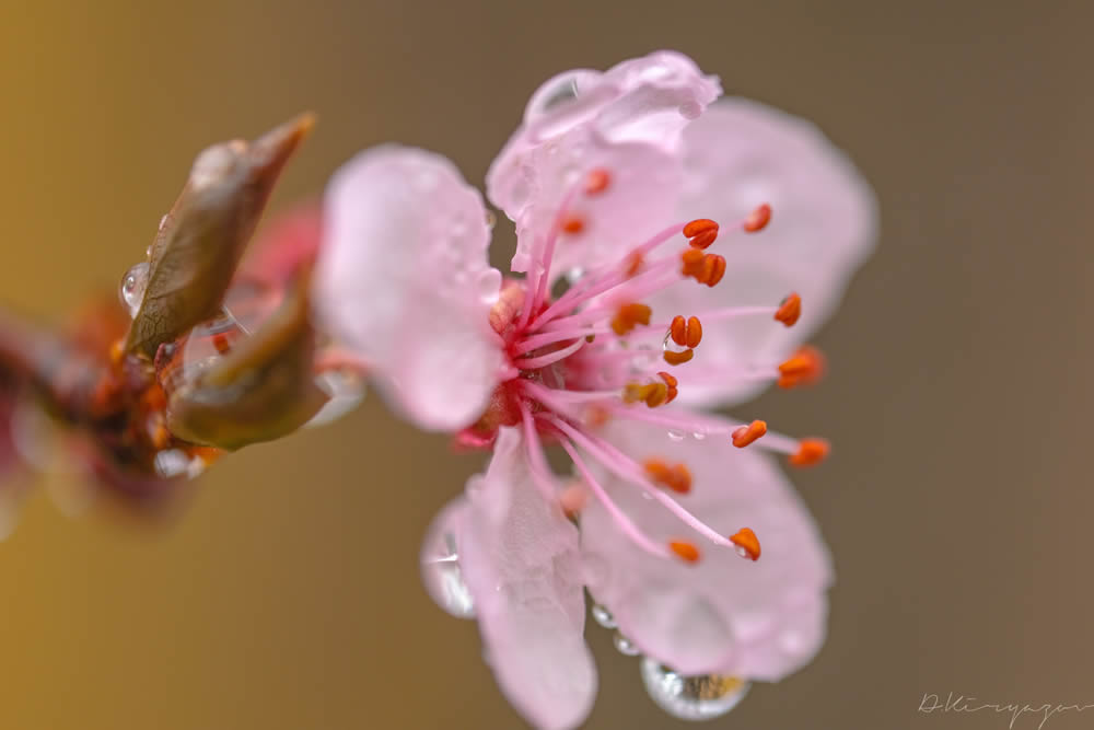 GuruShots Magnificent Macro Photography