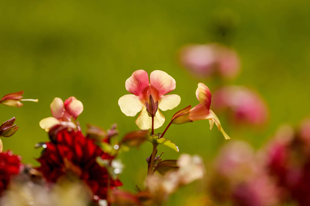 GuruShots Magnificent Macro Photography