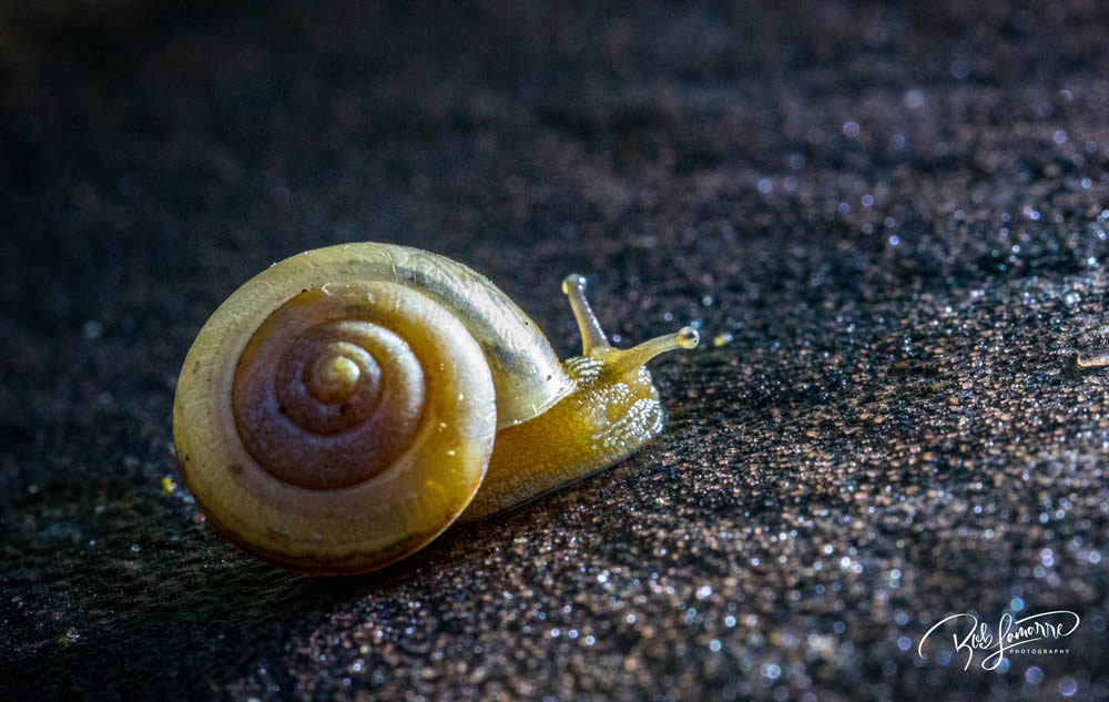 GuruShots Magnificent Macro Photography