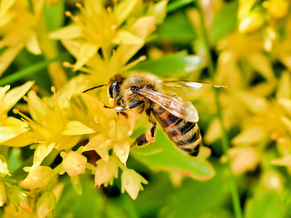 GuruShots Magnificent Macro Photography