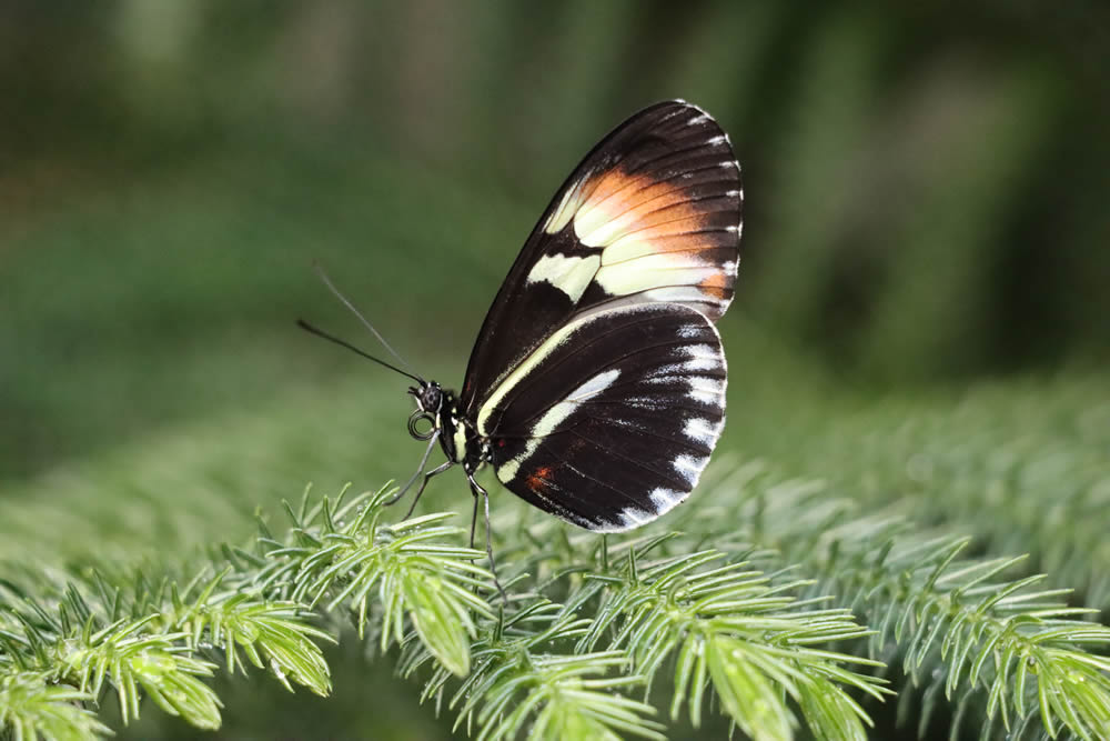 GuruShots Magnificent Macro Photography