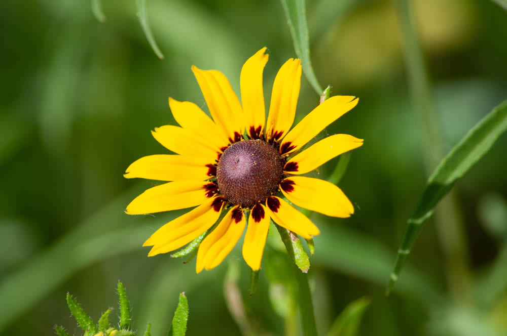 GuruShots Magnificent Macro Photography