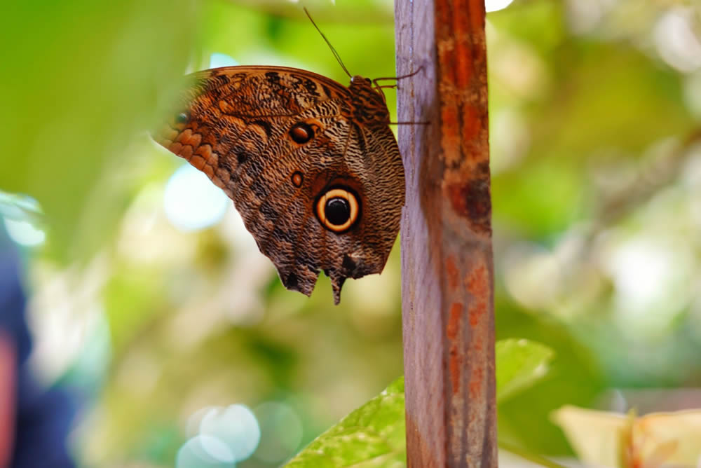 GuruShots Magnificent Macro Photography