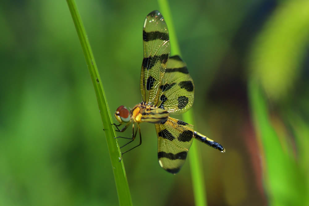 GuruShots Magnificent Macro Photography