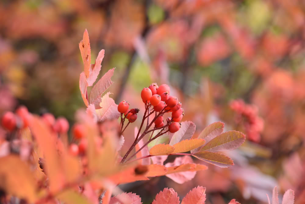 GuruShots Magnificent Macro Photography