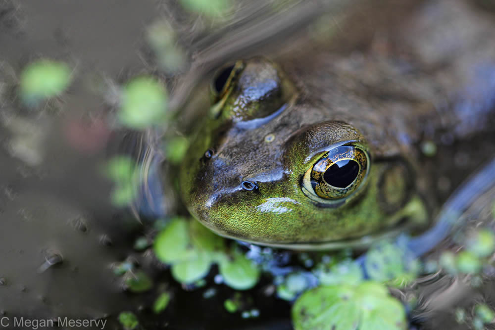 GuruShots Magnificent Macro Photography