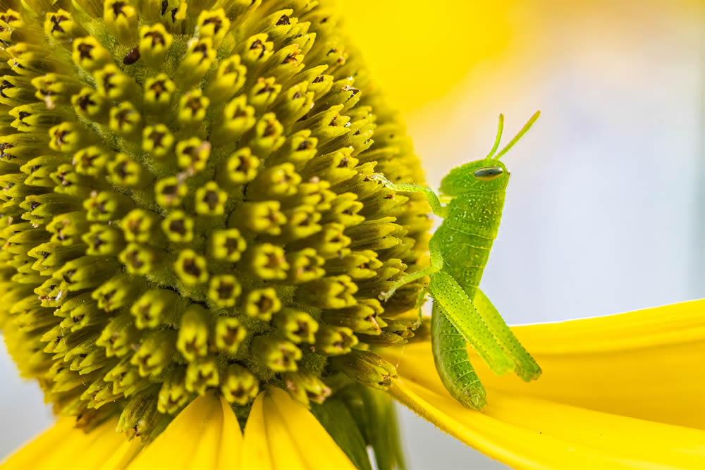 GuruShots Magnificent Macro Photography