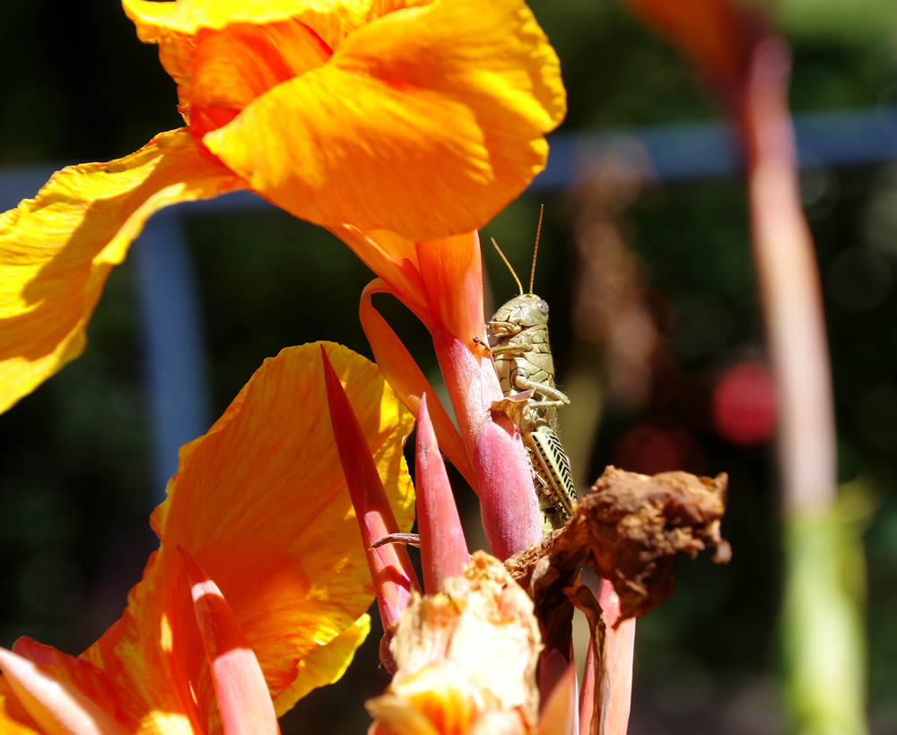 GuruShots Magnificent Macro Photography