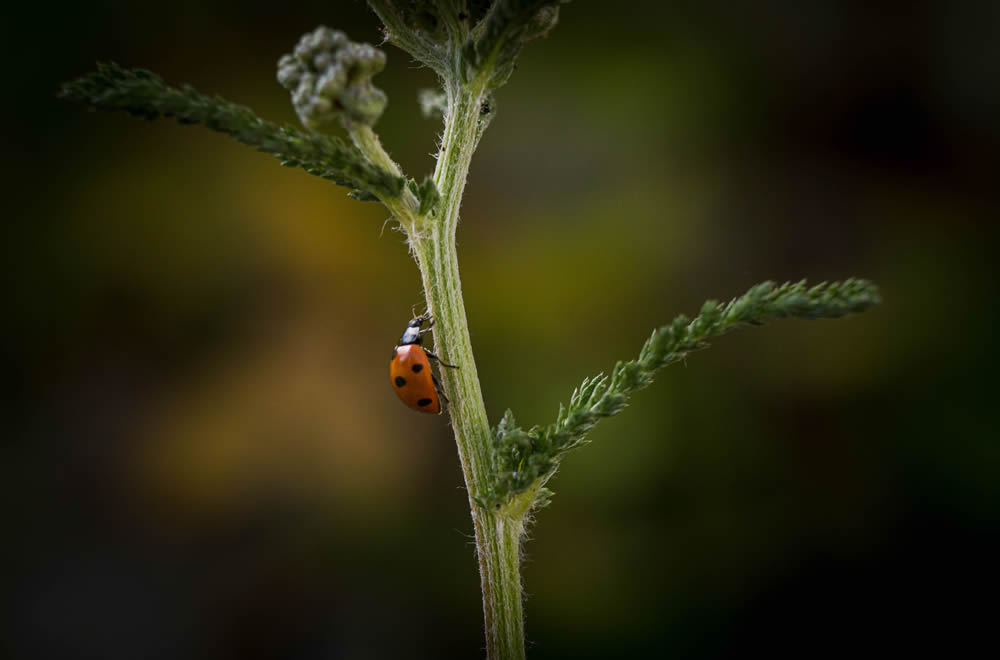 GuruShots Magnificent Macro Photography