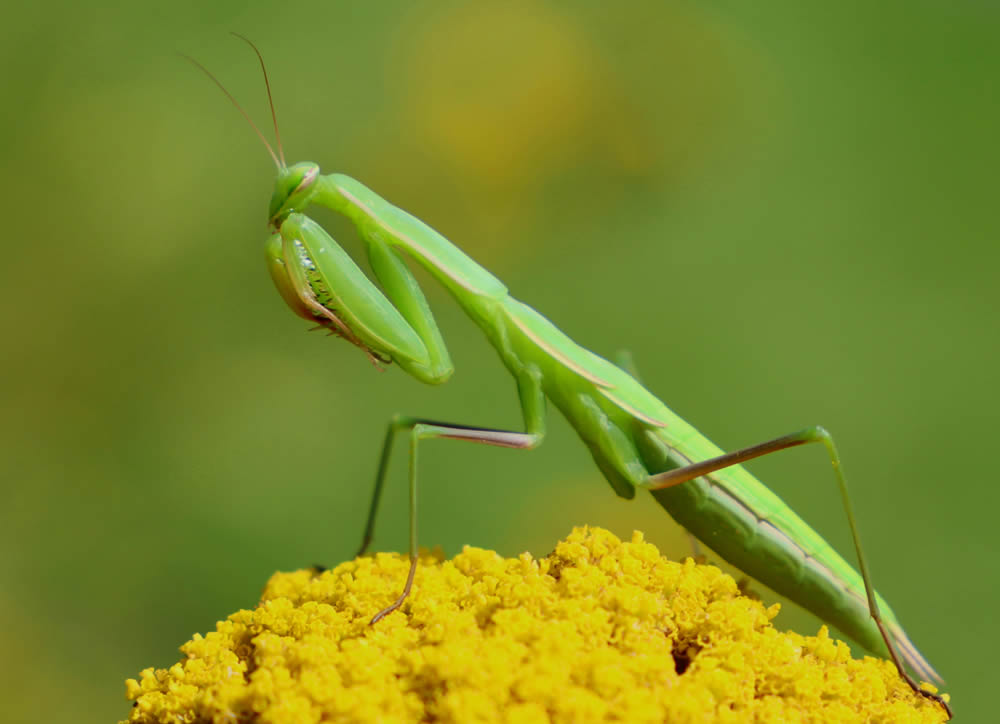 GuruShots Magnificent Macro Photography