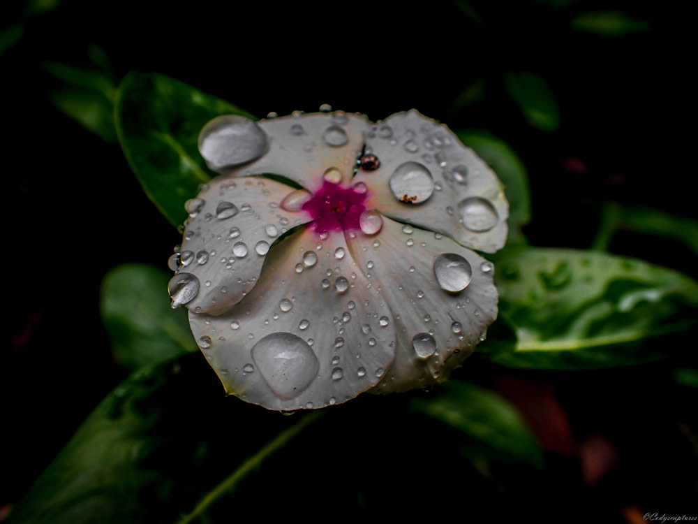 GuruShots Magnificent Macro Photography