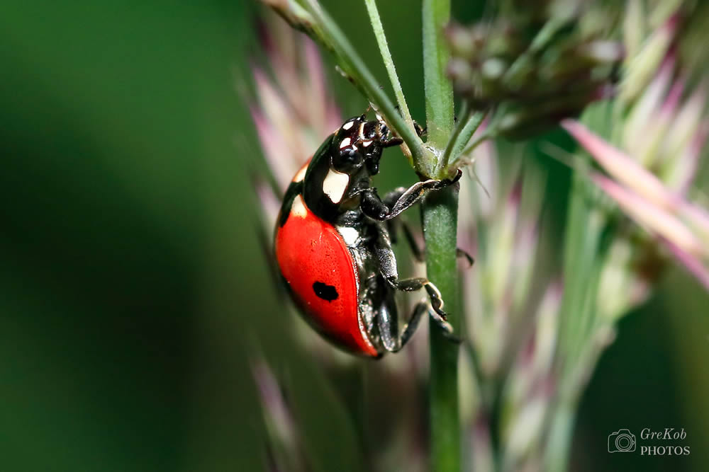 GuruShots Magnificent Macro Photography