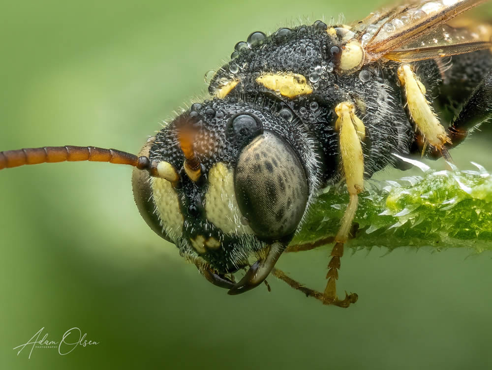 GuruShots Magnificent Macro Photography