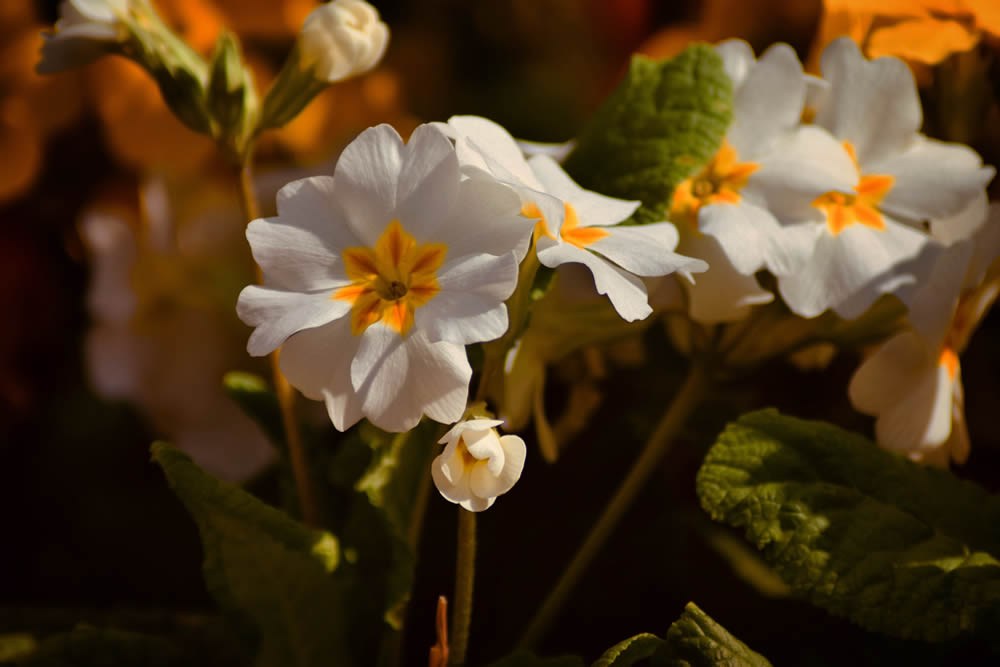 GuruShots Magnificent Macro Photography