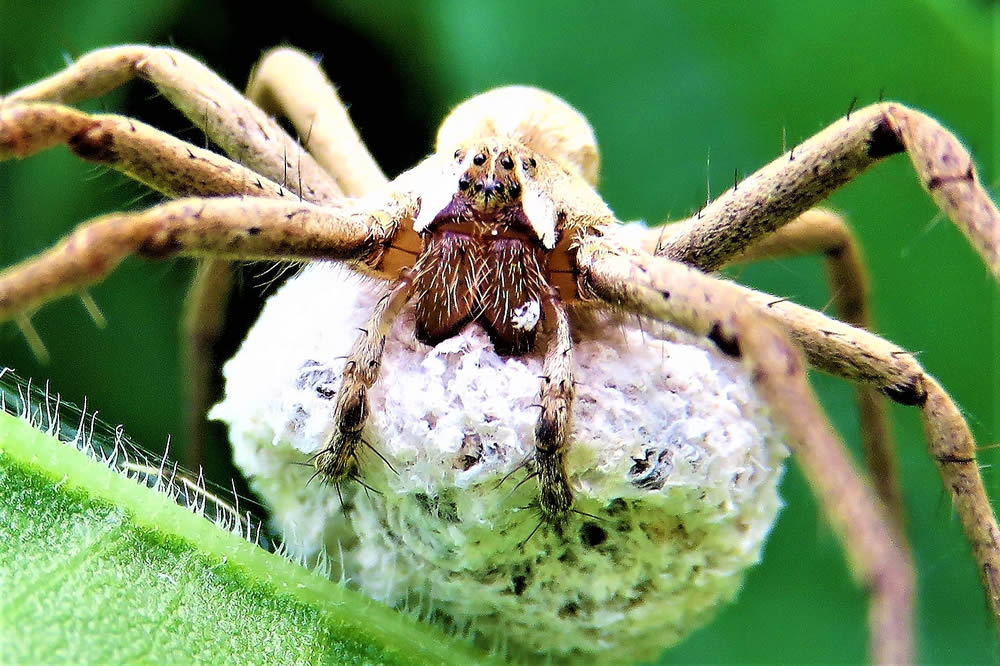 GuruShots Magnificent Macro Photography