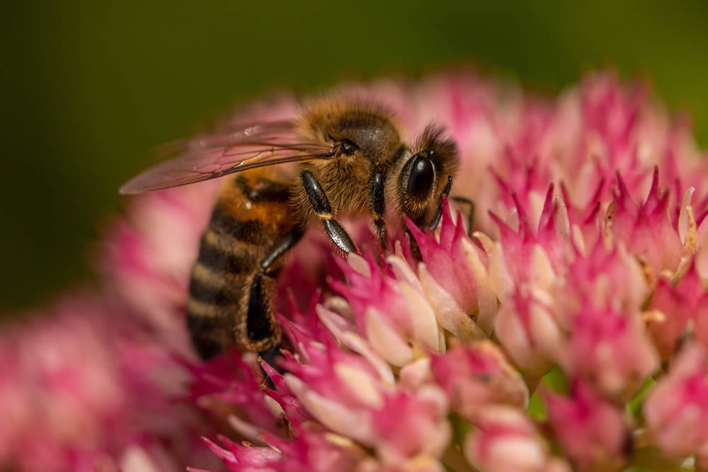 GuruShots Magnificent Macro Photography