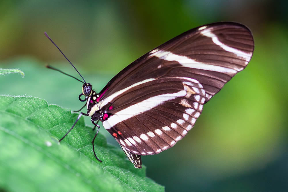 GuruShots Magnificent Macro Photography