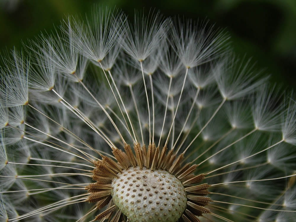 GuruShots Magnificent Macro Photography