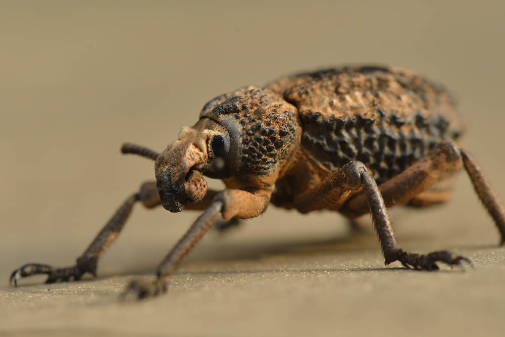 GuruShots Magnificent Macro Photography