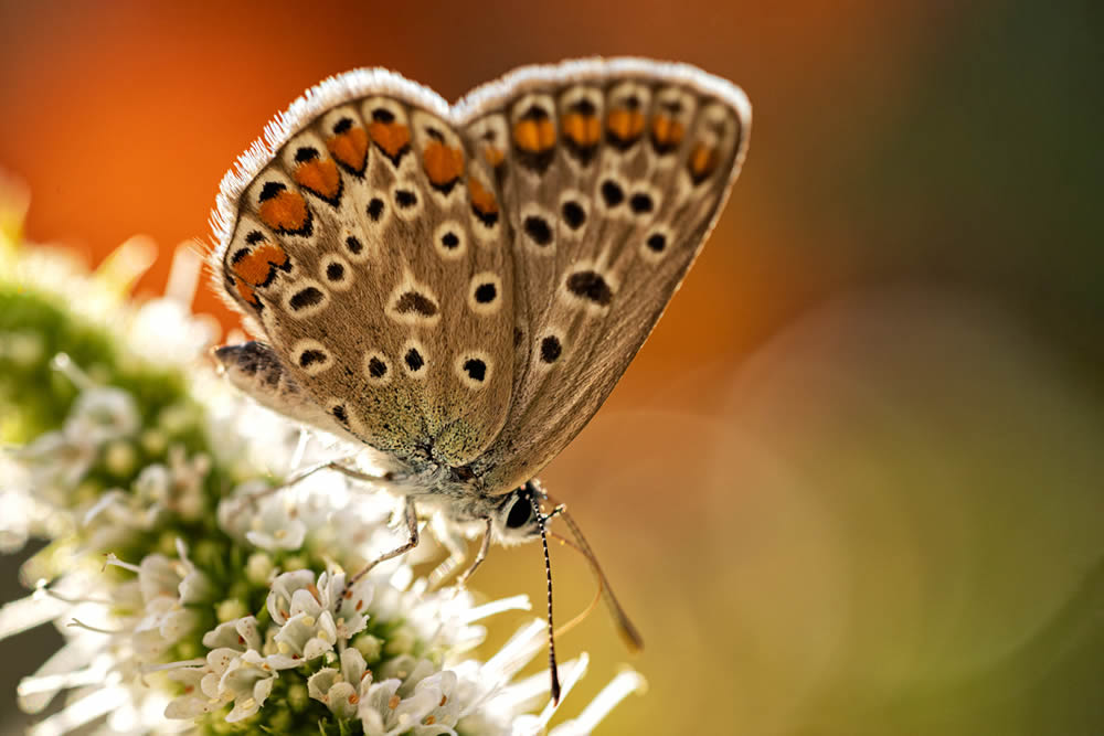 GuruShots Magnificent Macro Photography