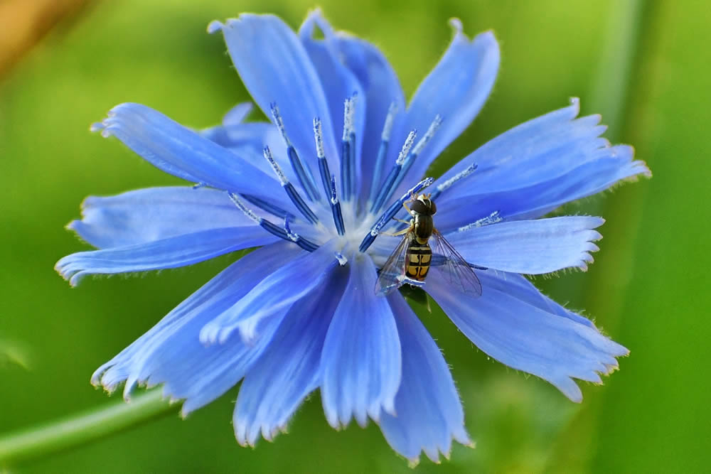 GuruShots Magnificent Macro Photography