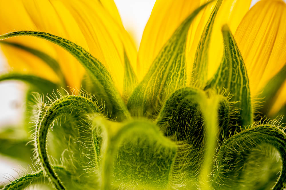 GuruShots Magnificent Macro Photography