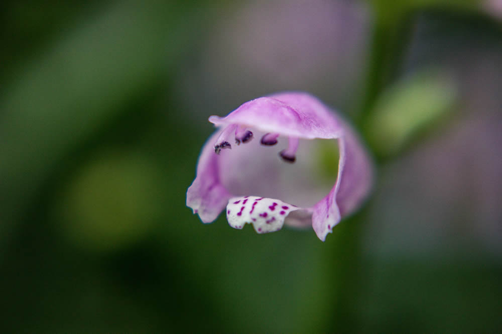 GuruShots Magnificent Macro Photography