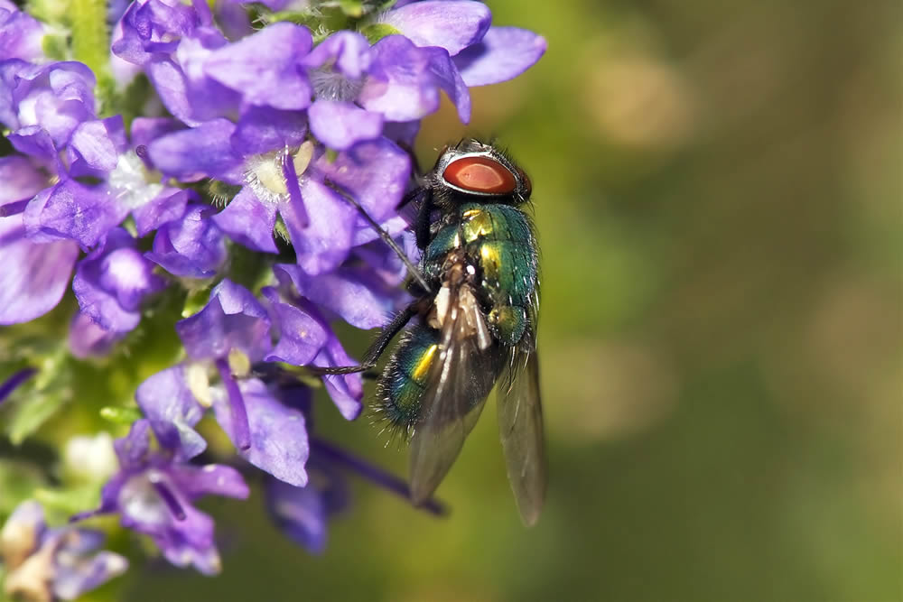 GuruShots Magnificent Macro Photography