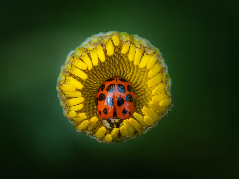 GuruShots Magnificent Macro Photography