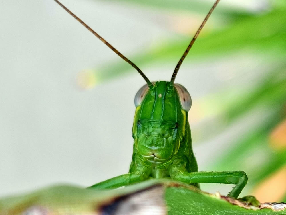 GuruShots Magnificent Macro Photography