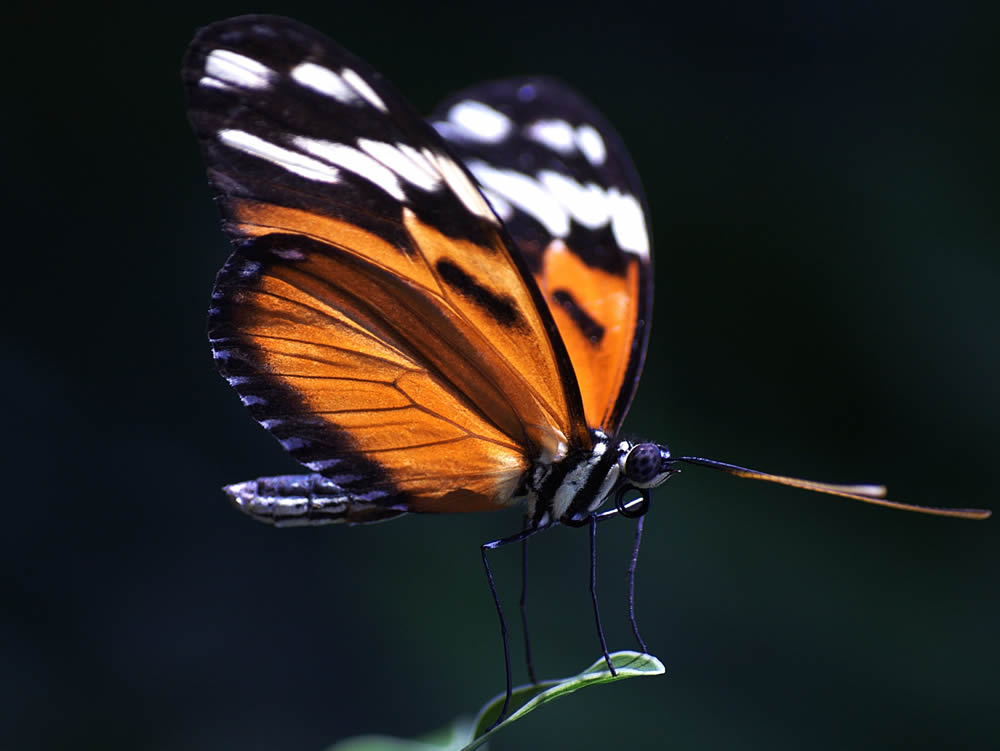 GuruShots Magnificent Macro Photography