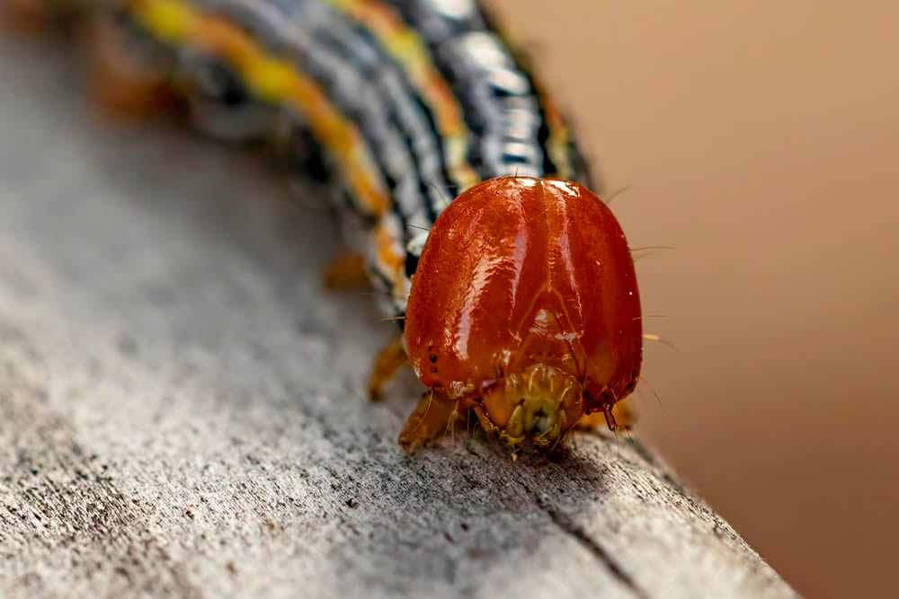 GuruShots Magnificent Macro Photography