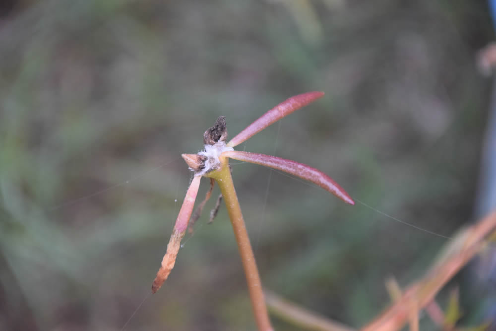 GuruShots Magnificent Macro Photography