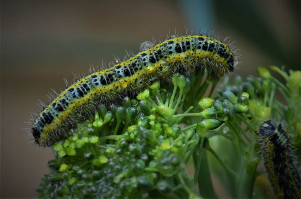 GuruShots Magnificent Macro Photography