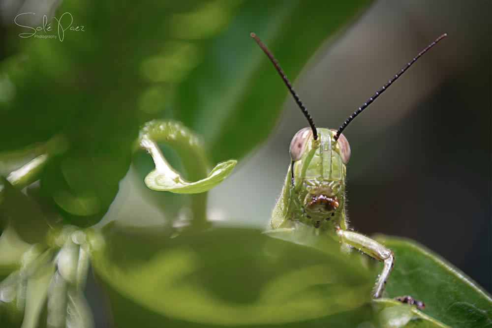 GuruShots Magnificent Macro Photography