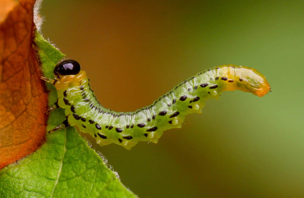 GuruShots Magnificent Macro Photography