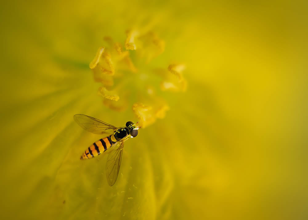 GuruShots Magnificent Macro Photography