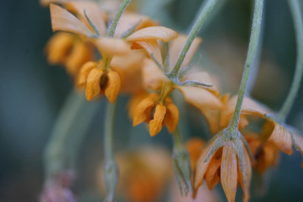 GuruShots Magnificent Macro Photography