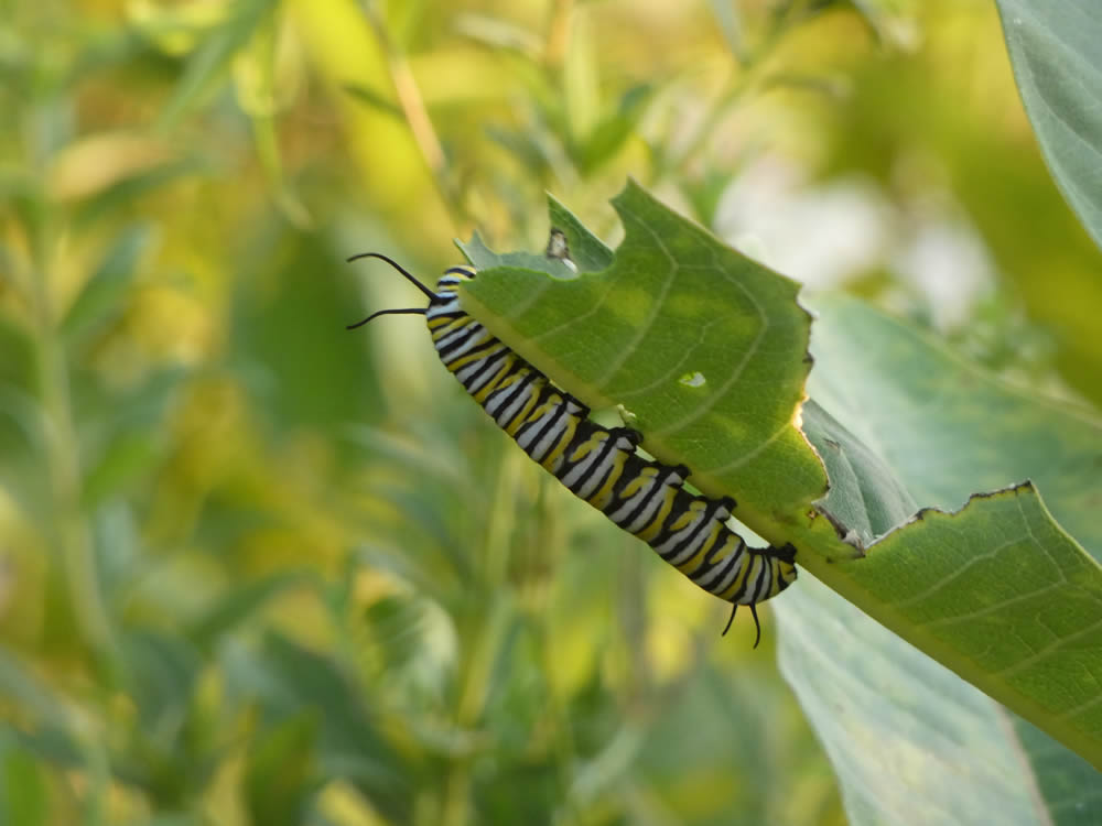 GuruShots Magnificent Macro Photography