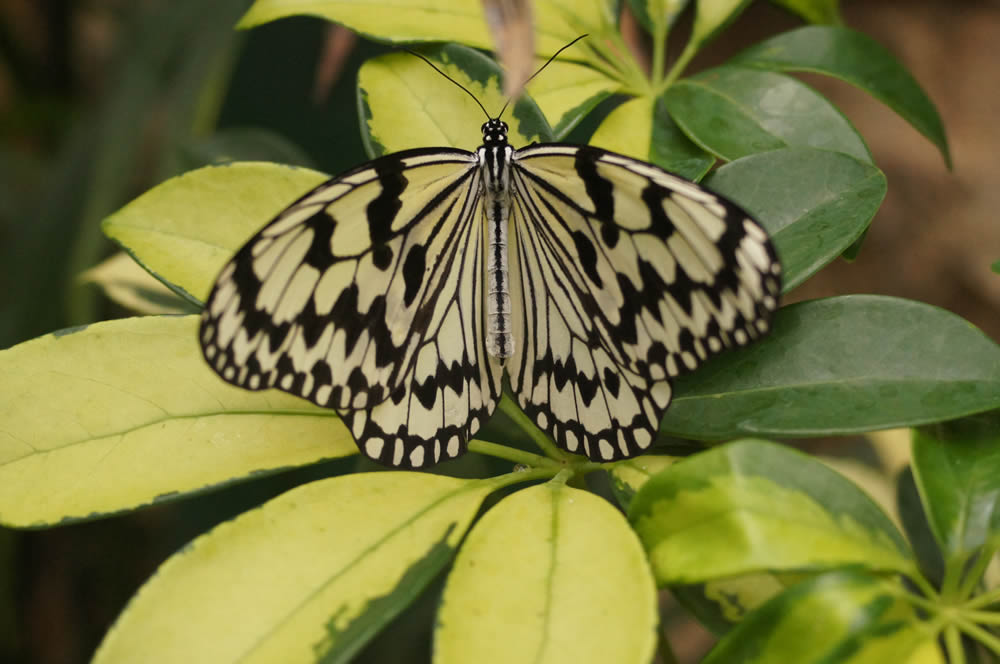 GuruShots Magnificent Macro Photography